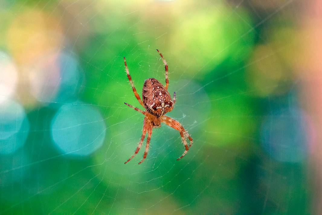 , Антипов Игорь