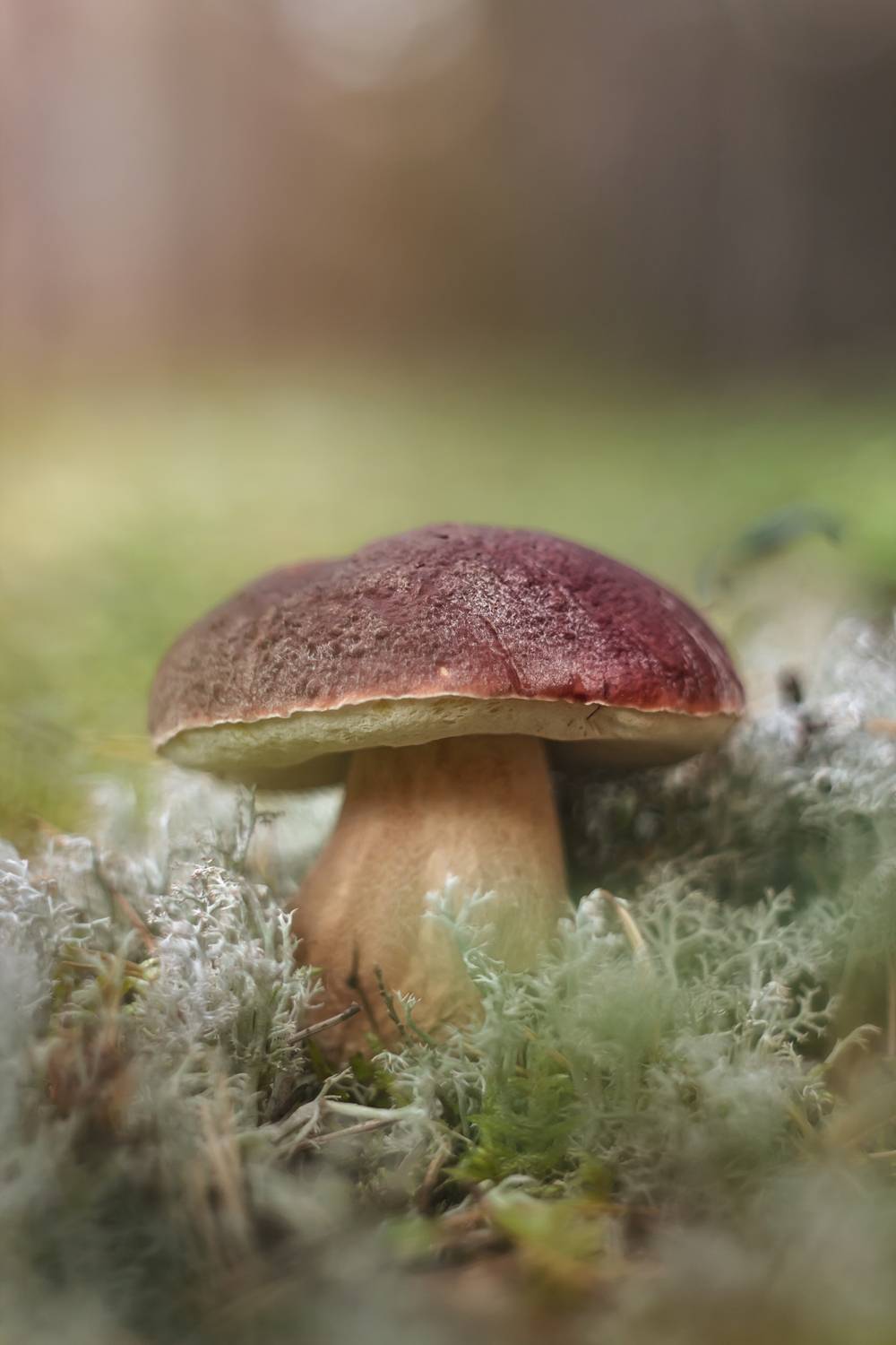 , Обидина Мария