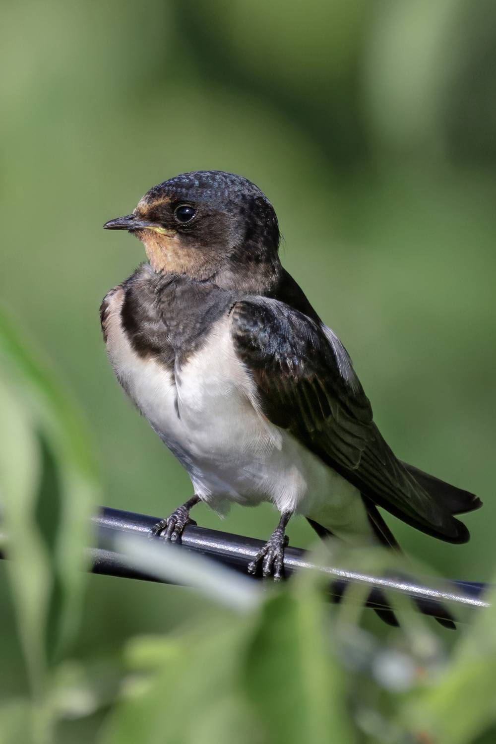 ласточка, птицы, природа, Abdalova Tatiana