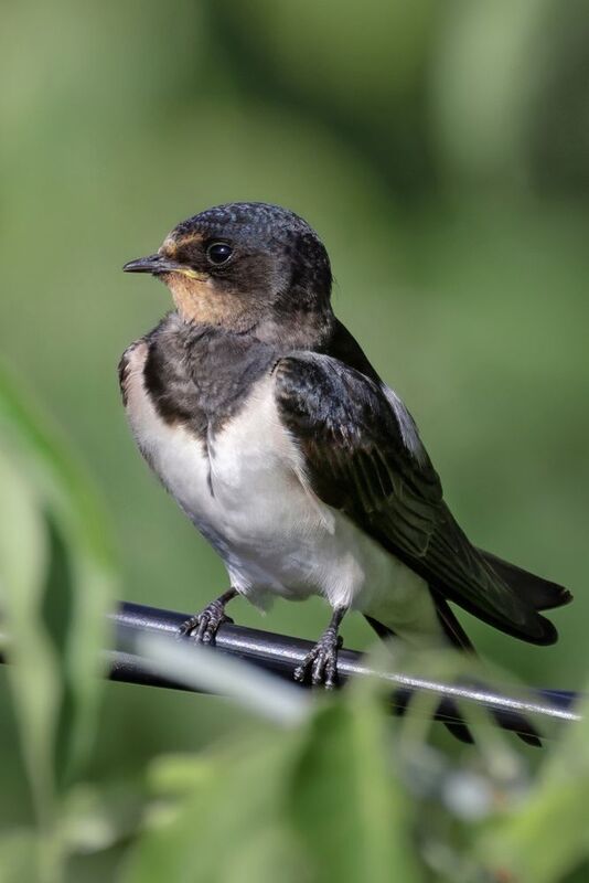 ласточка, птицы, природа Просто чиловая ласточка фото превью