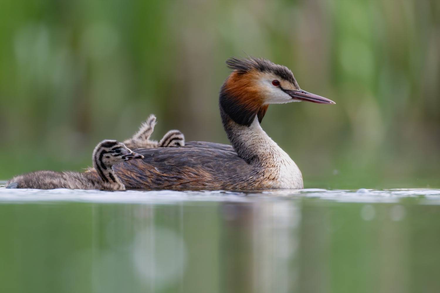 чомга, птицы, поганка, большая поганка, птенцы, Ruslan Pl