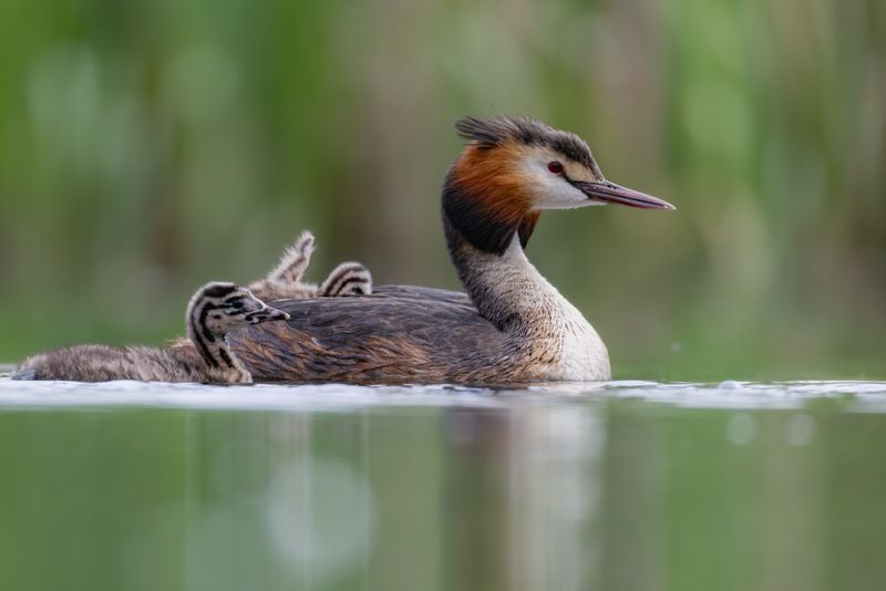чомга, птицы, поганка, большая поганка, птенцы  фото превью