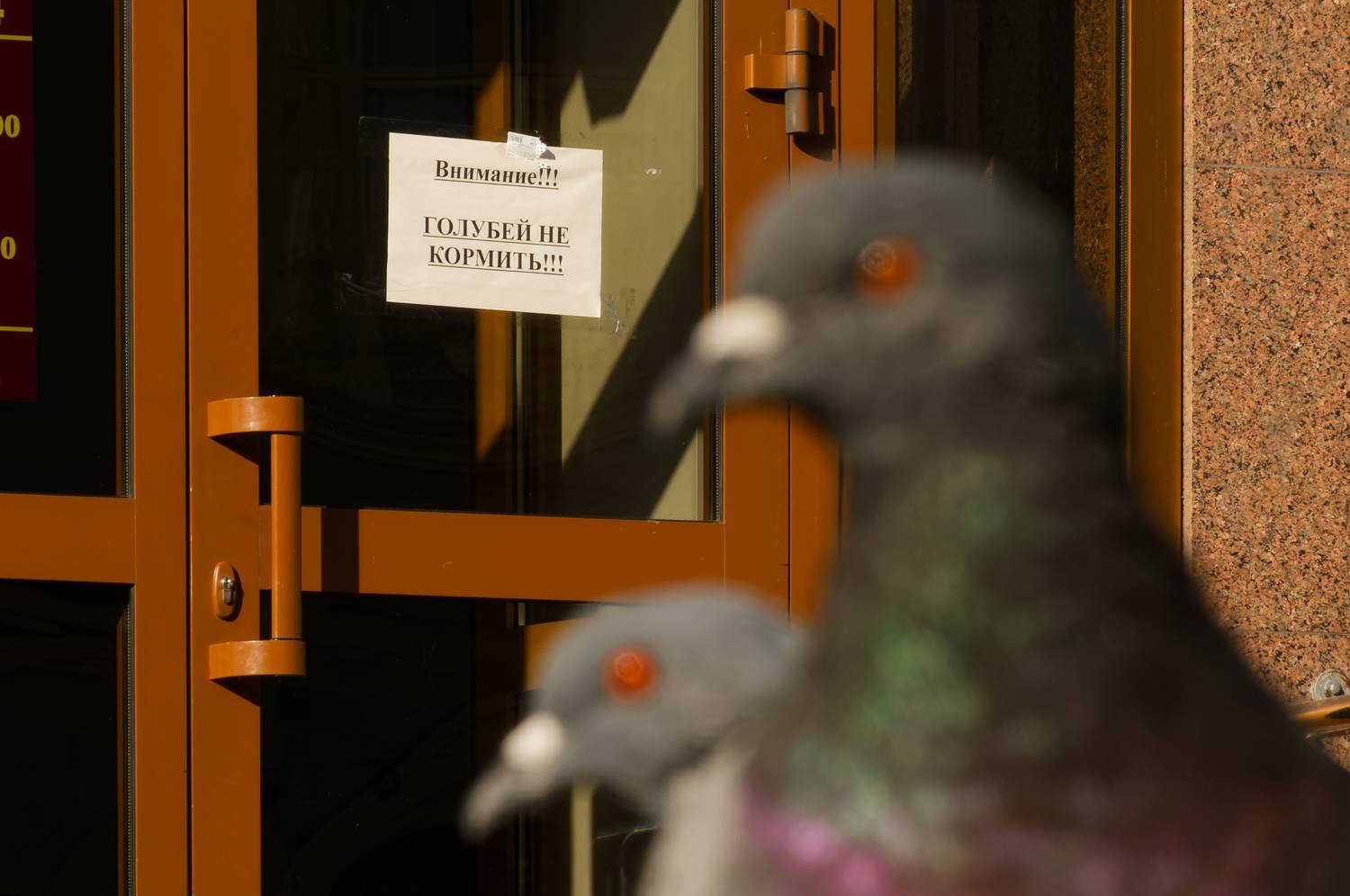 , Какоткин Роман