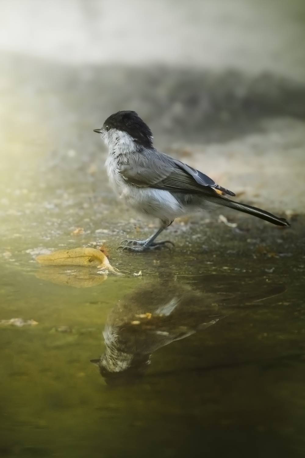 черноголовая гаичка, Poecile palustris, marsh tit, птица, дикая природа, forest bird, wildlife photography, птицы России, birdwatching, close-up bird, Полина Шальнева