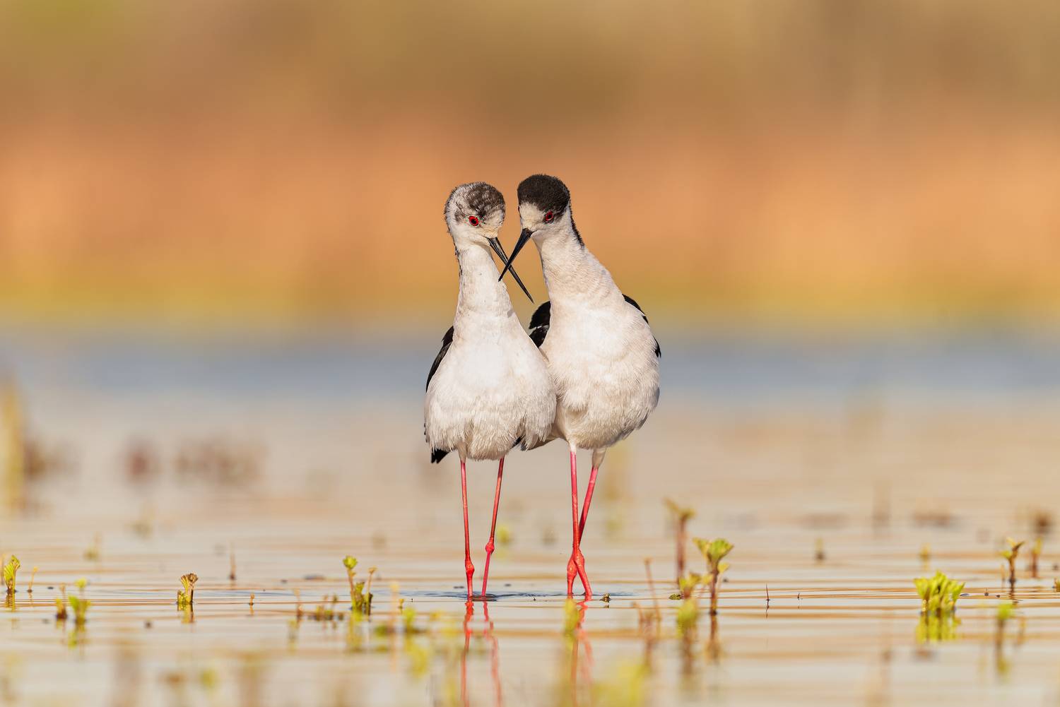 nature, T&iacute;mea Ambrus
