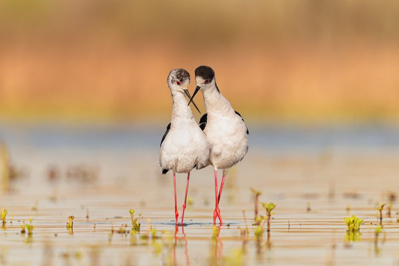 nature Love is in the air фото превью