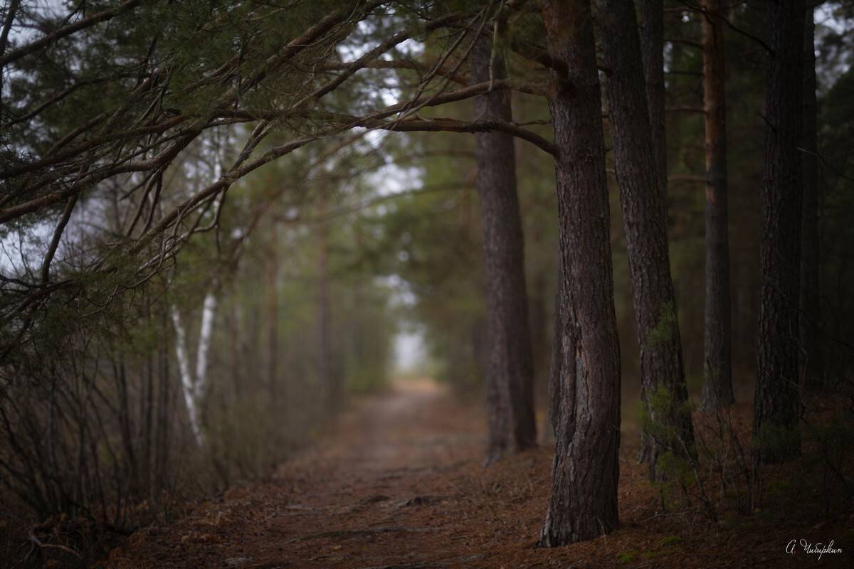 зимний пейзаж без снега, Чибиркин Александр