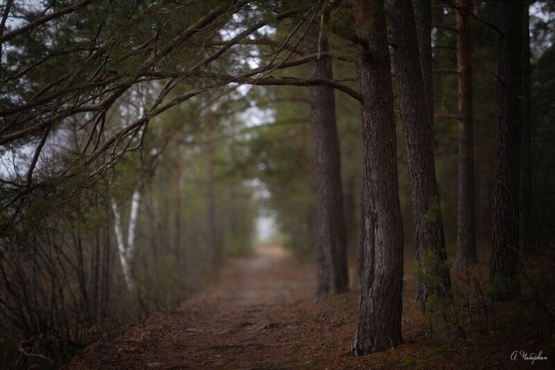 Зимний пейзаж без снега фото превью