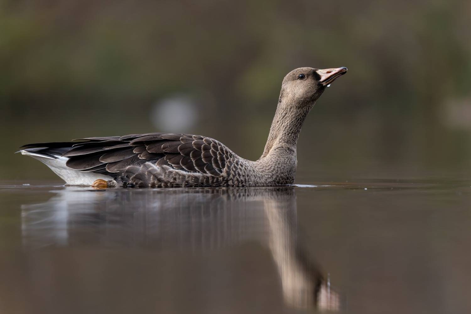 гусь, белолобый гусь, птицы, Ruslan Pl