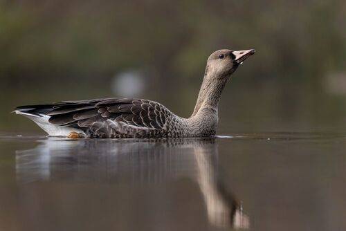 Белолобый гусь