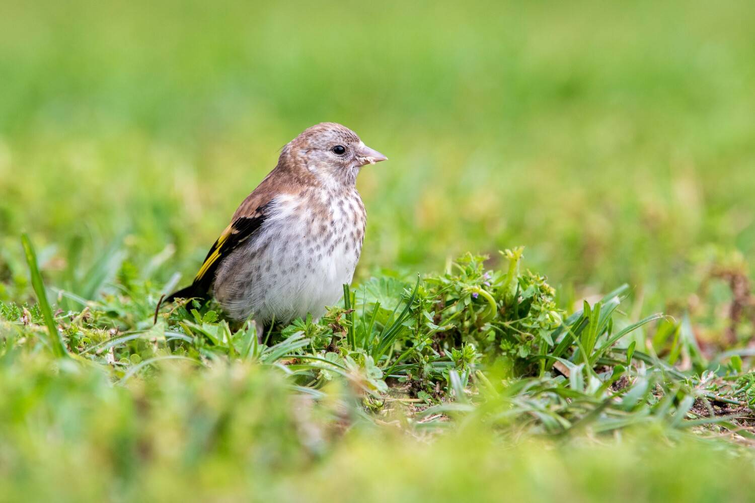 , Павел Ныриков