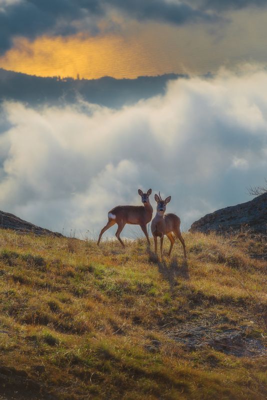 Парочка над облаками фото превью
