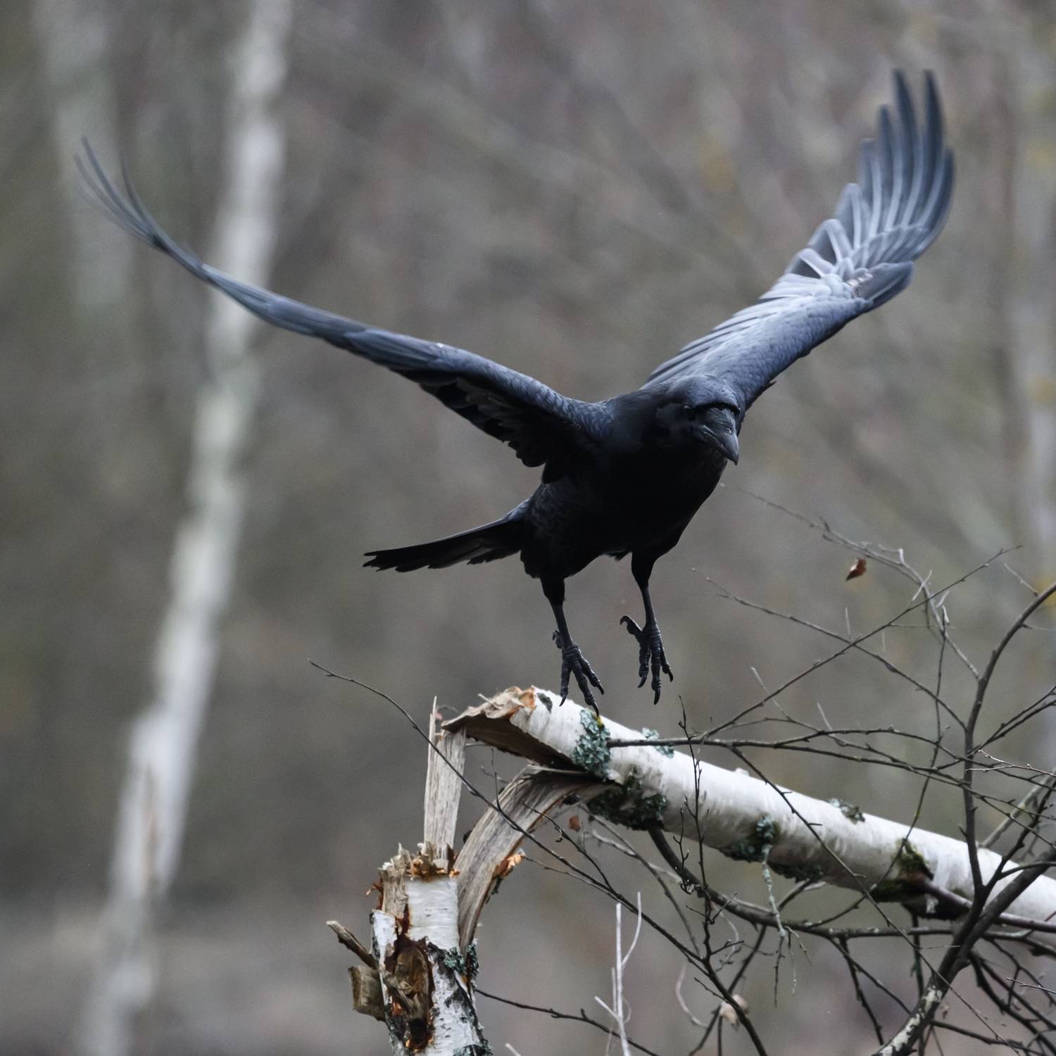 , Велин Александр