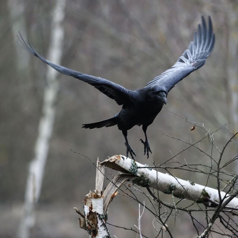 Вот кто в лесу деревья ломает фото превью