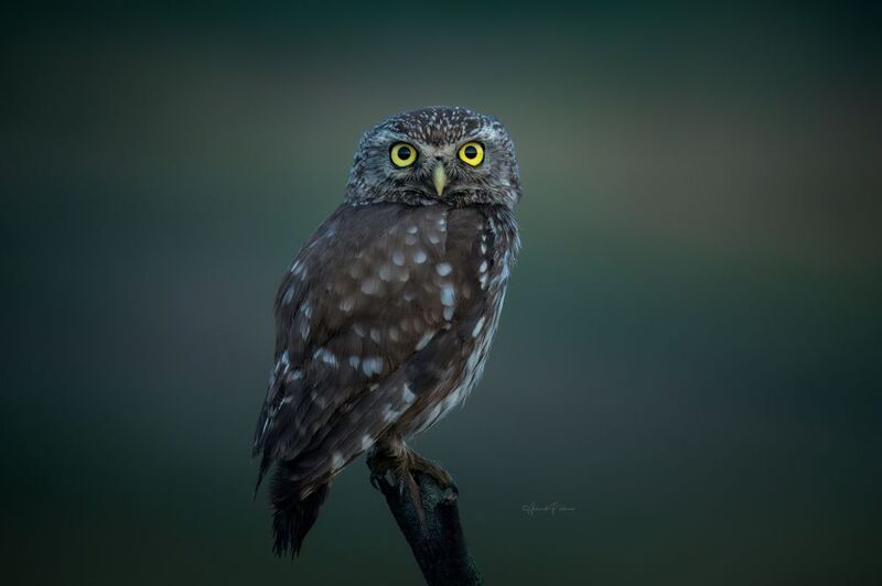 Ждём рассвет фото превью