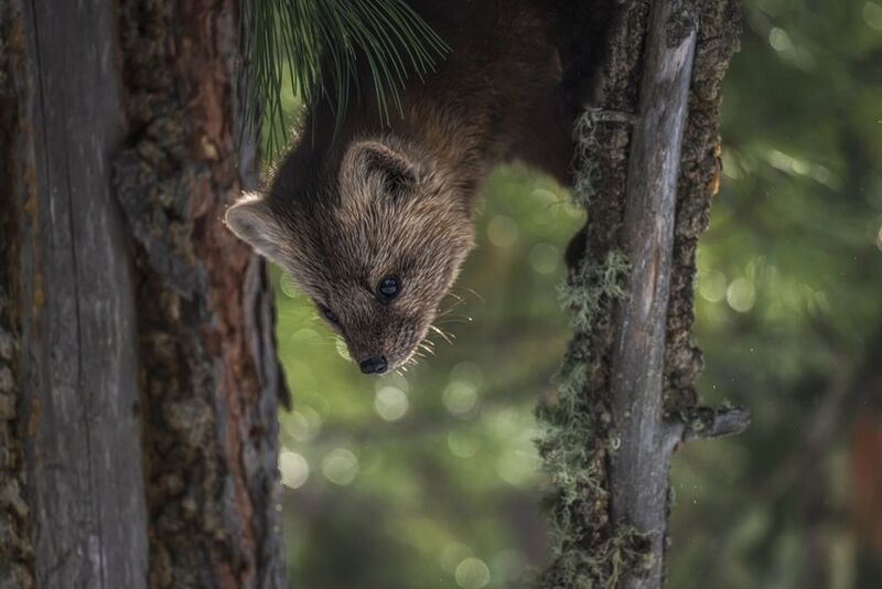 Охотник фото превью