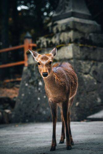 Cute deers.