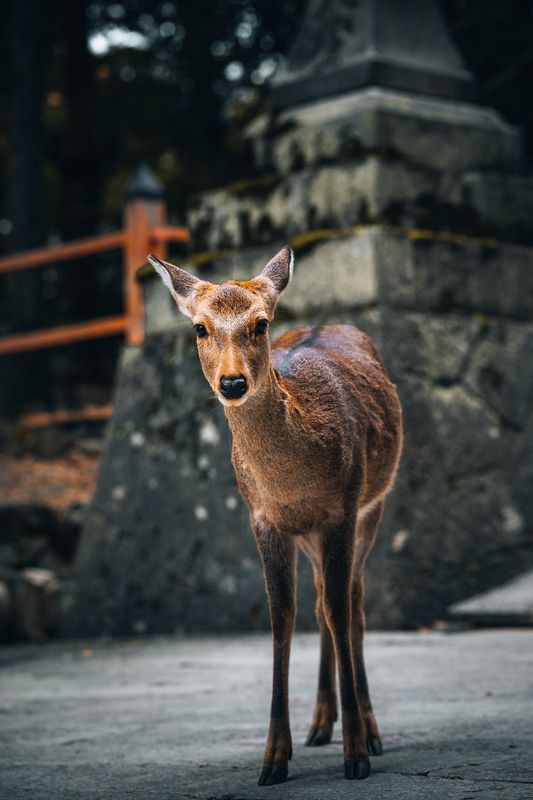 Cute deers. фото превью