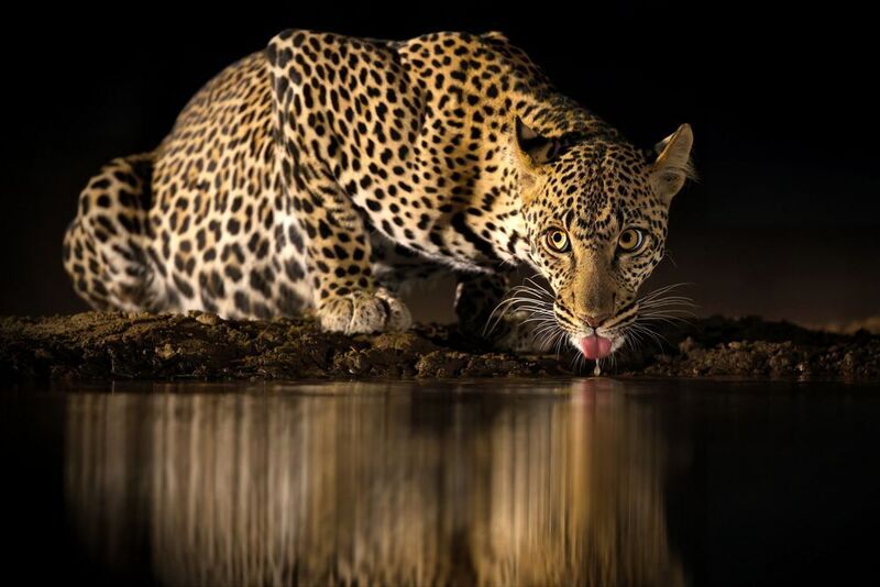 ГлавКот на водопое фото превью