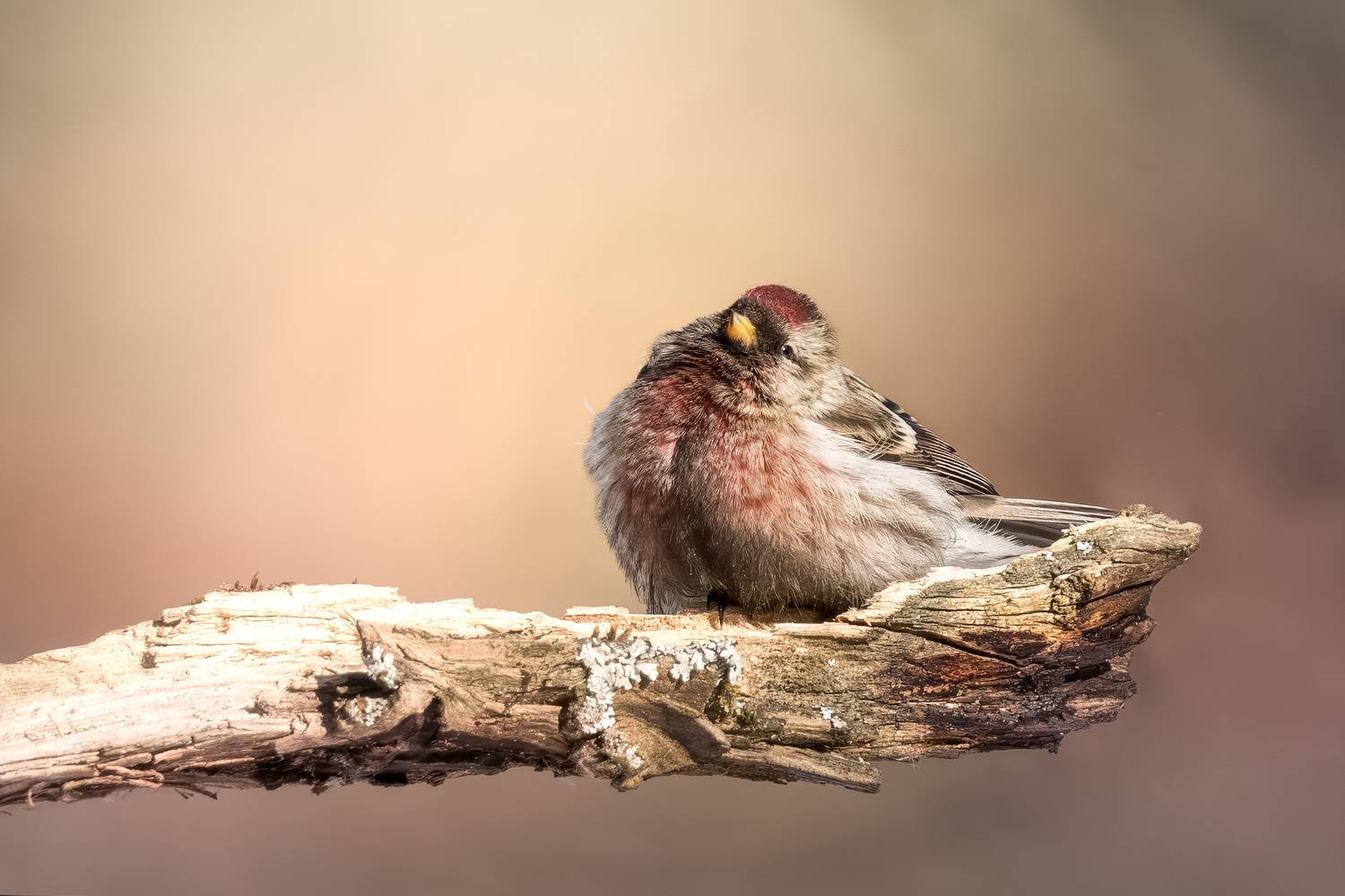 птицы, лес, фотоохота, природа, Подмосковье, чечетка, Москва, парк, redpoll, birdwatching, birds, Михаил Ездаков