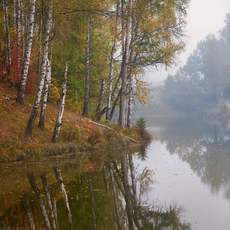 Озеро, осень, березы, листья, вода, туман На осеннем туманном пруду фото превью