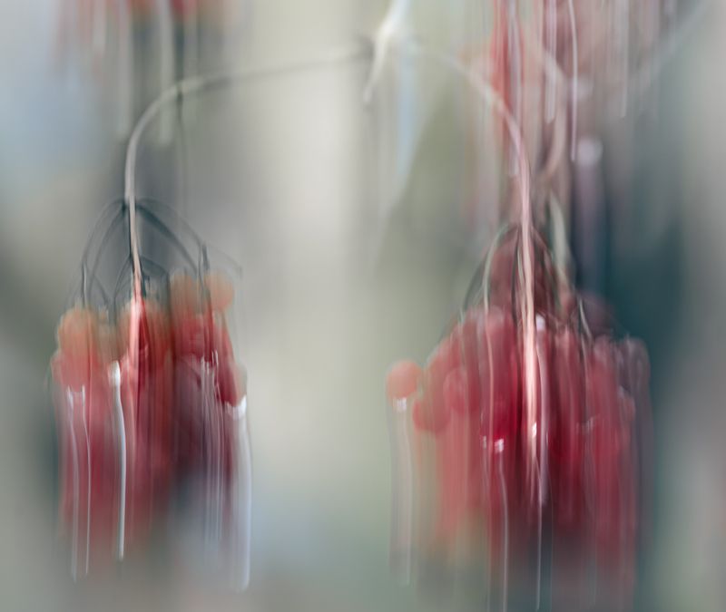 icm Контрольное взвешивание фото превью