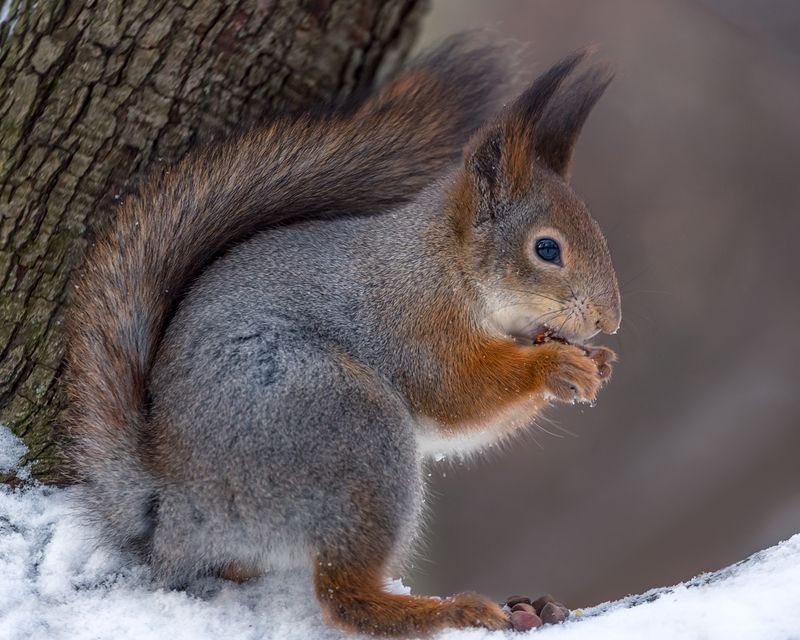 Кедровые орешки. фото превью