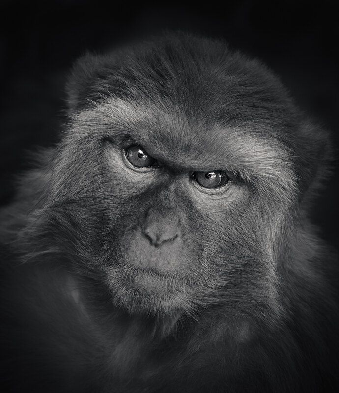 Макаки на улицах Катманду фото превью