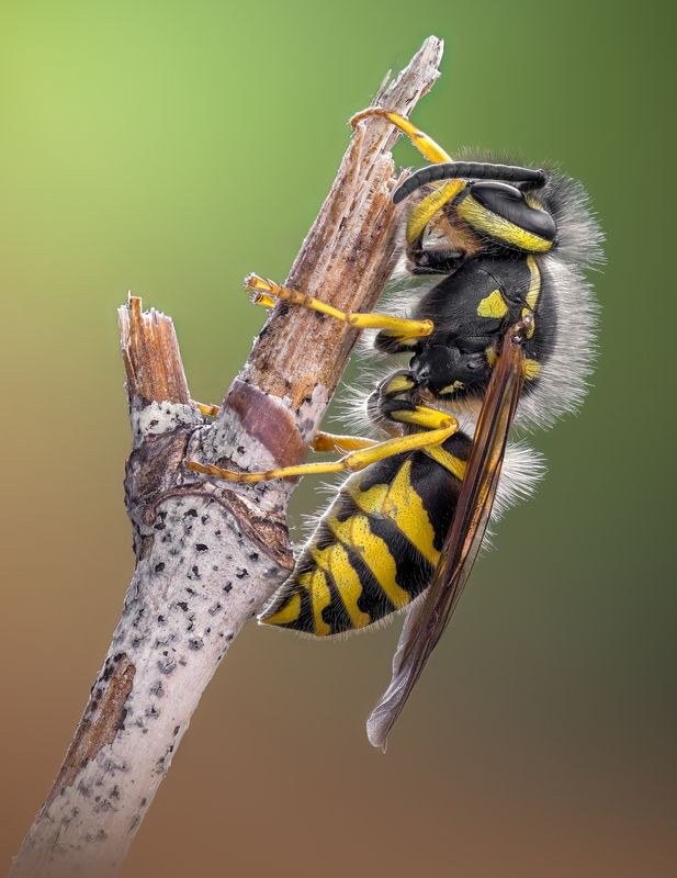 wasp, insect, macro, nature, wild, insects, bee, Perching jacket фото превью