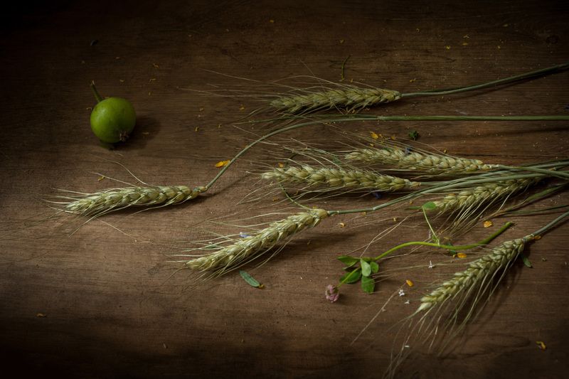 колос, пшеница, хлеб, лето Колоски фото превью