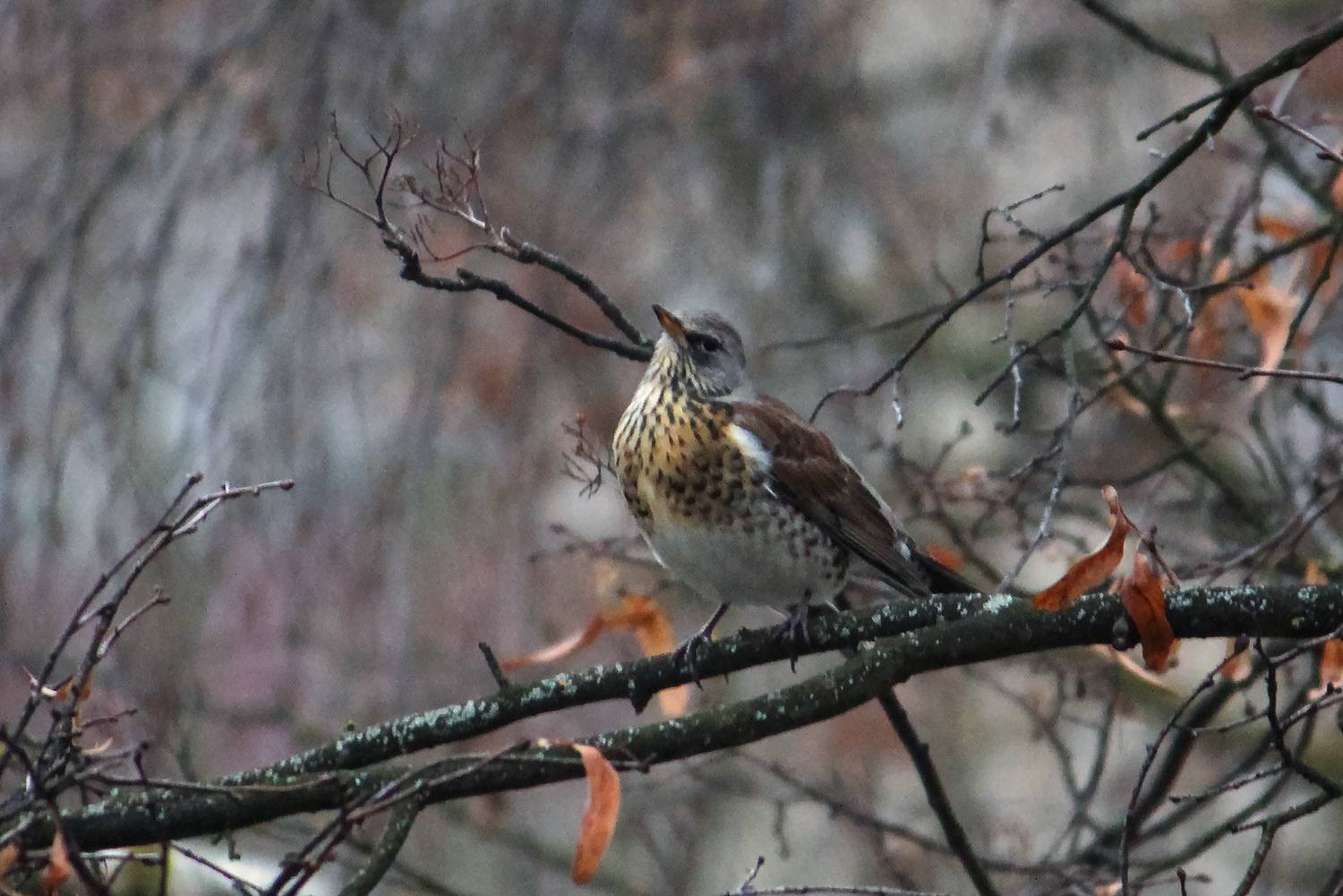 дрозд, рябинник, дрозд-рябинник, turdus pilaris, КарОл