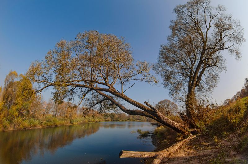 Нависшая над рекой осень фото превью