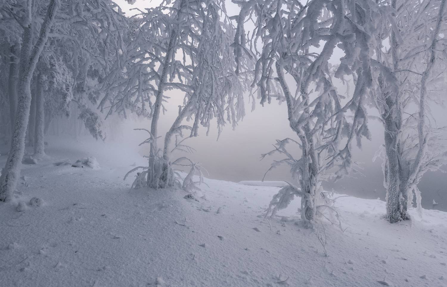 зима, декабрь, сибирь,ветер, туман, иней., енисей, Марина Фомина