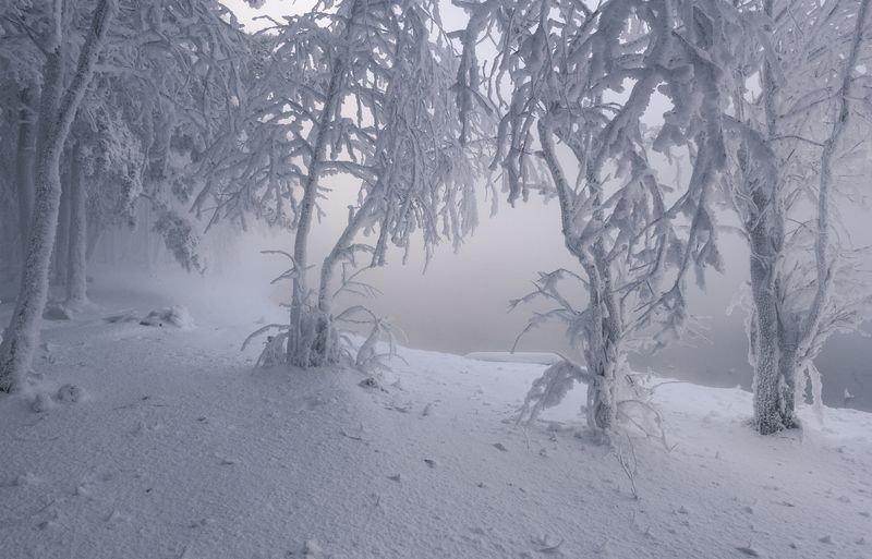 зима, декабрь, сибирь,ветер, туман, иней., енисей Первый день зимы фото превью