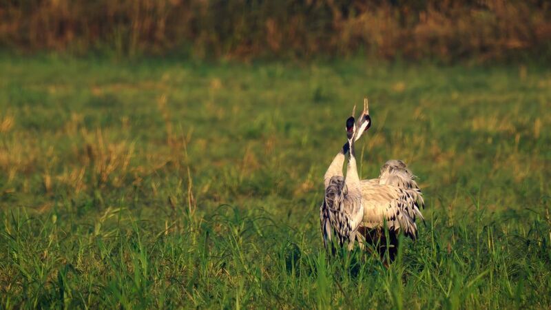 В золоте утра фото превью