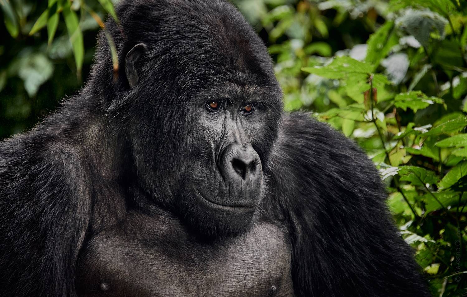 , Гиль Александр