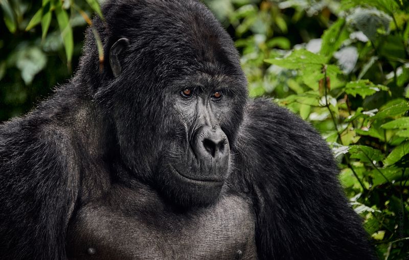Король джунглей фото превью