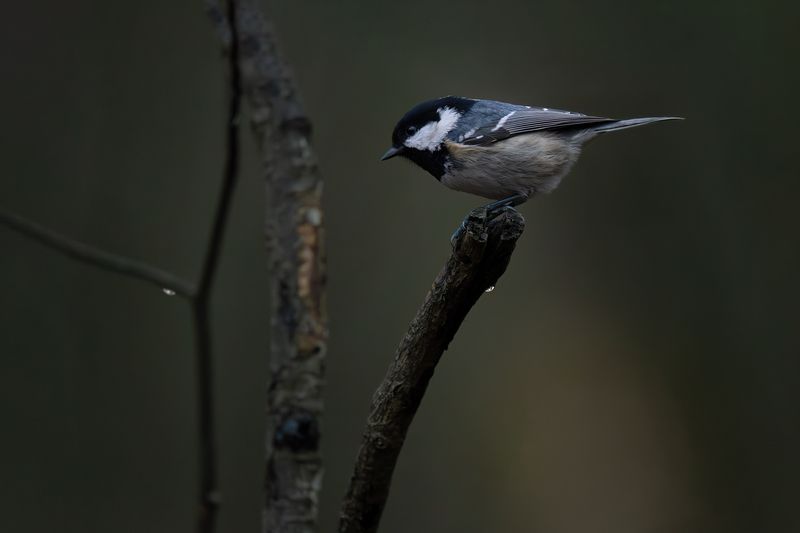 *** фото превью