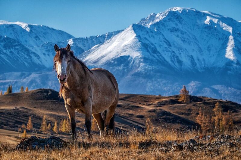 Душа Алтая фото превью