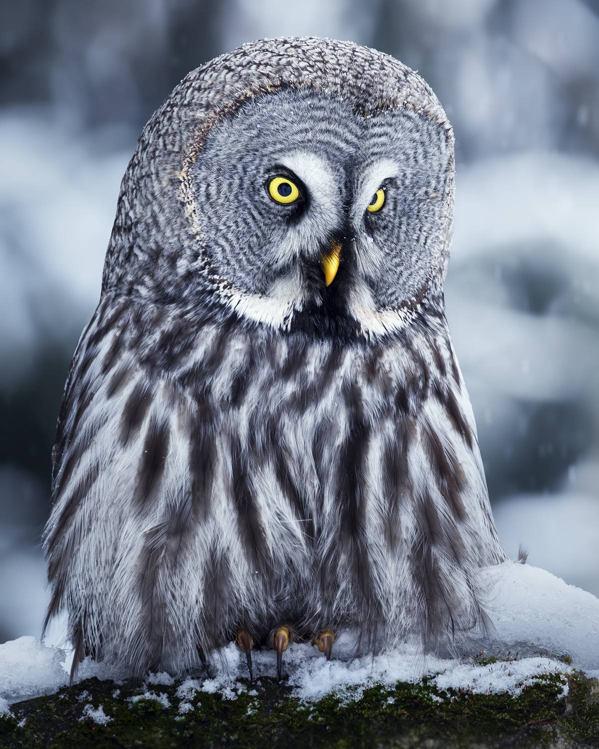 , Поляков Михаил