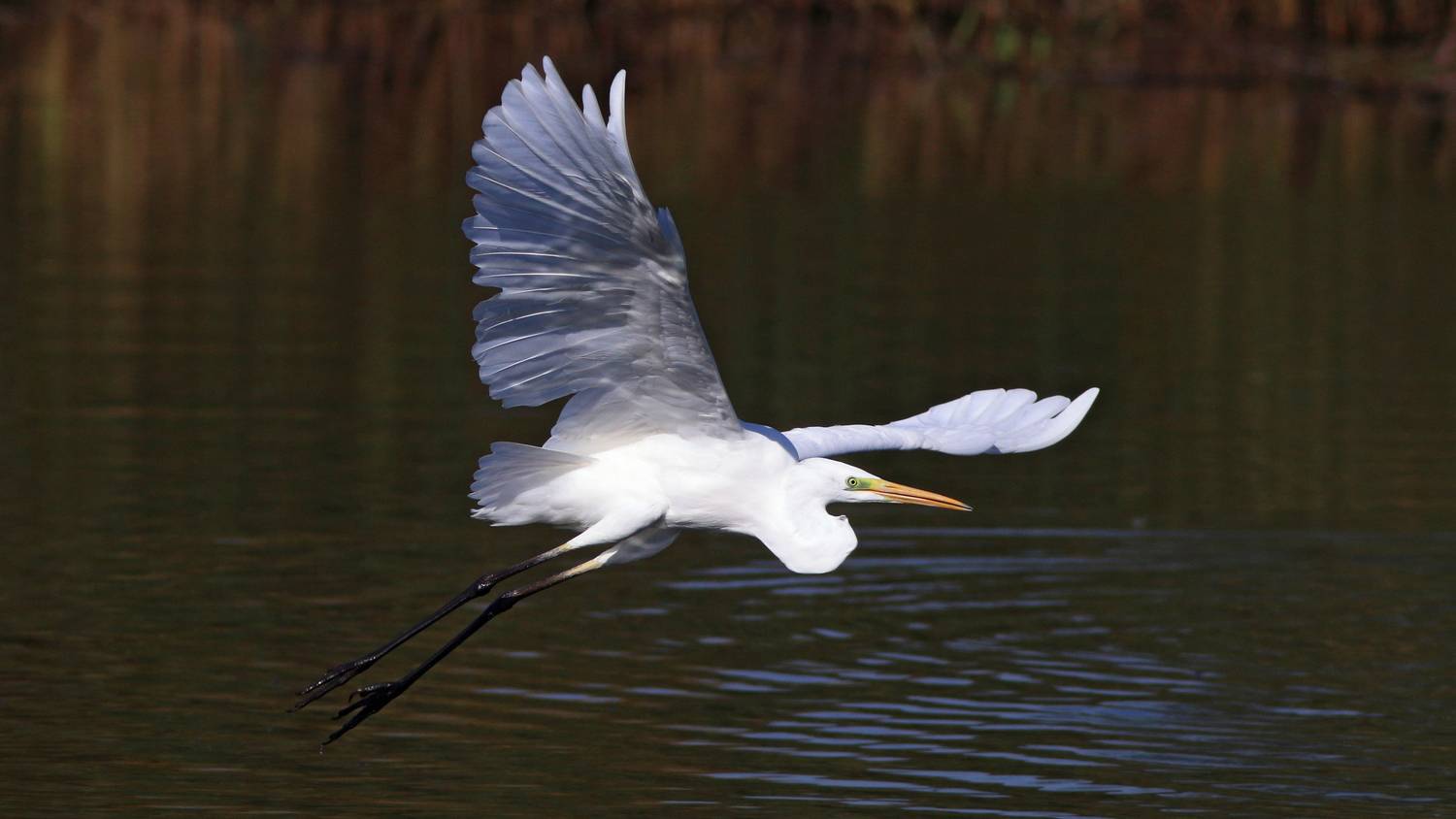 большая белая цапля, цапля, ardea alba, heron, great egret, Бондаренко Георгий
