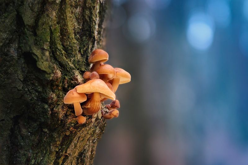 Грибочки фото превью