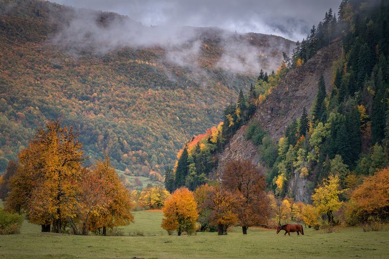 mazeri, becho, fall, autumn, trees, yellow, red, horse, leaves, svaneti, mountains, clouds, sky, nature, landscape, scenery, travel, outdoors, georgia, sakartvelo, chizh Fall In Mazeri фото превью