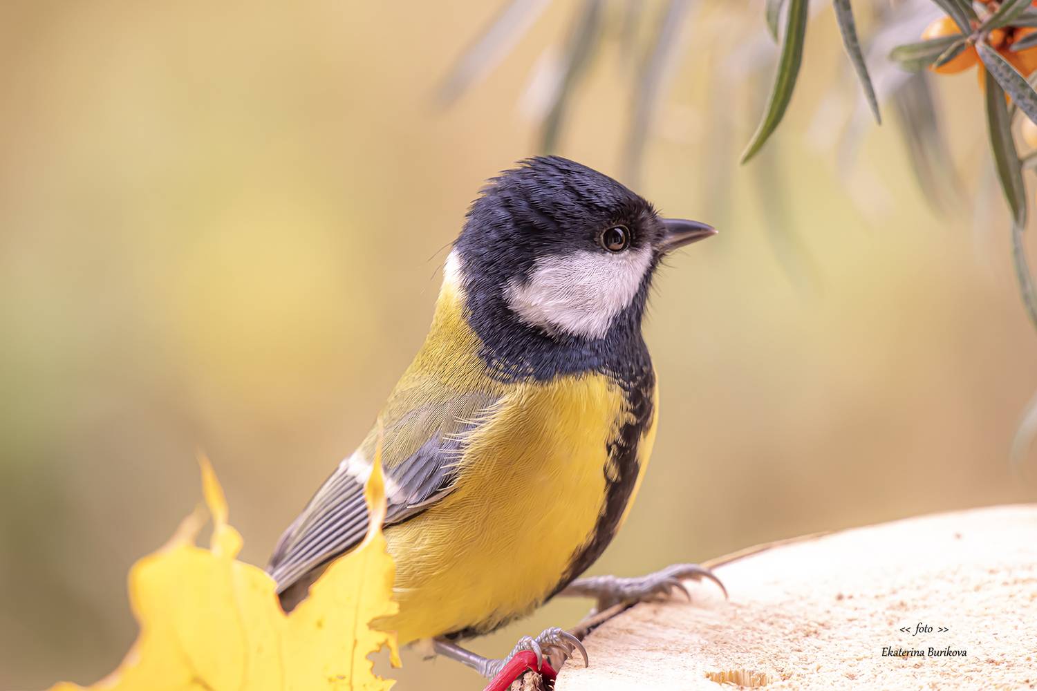 , Бурикова Екатерина