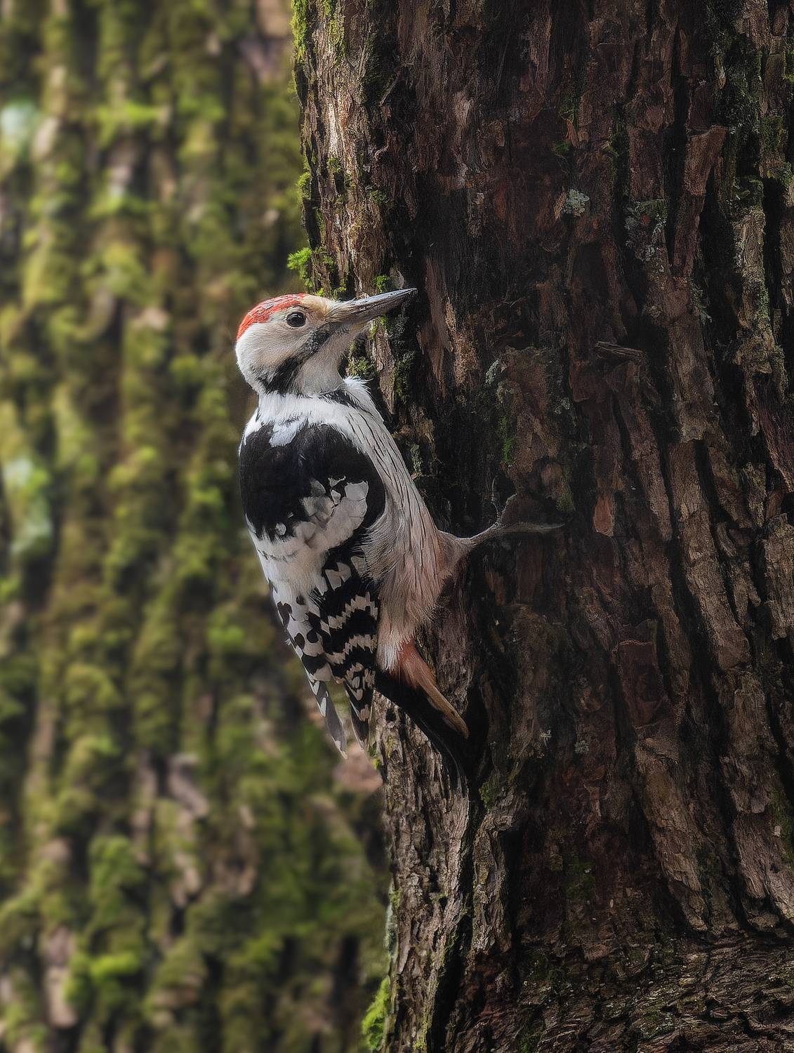 , Ширяев Константин