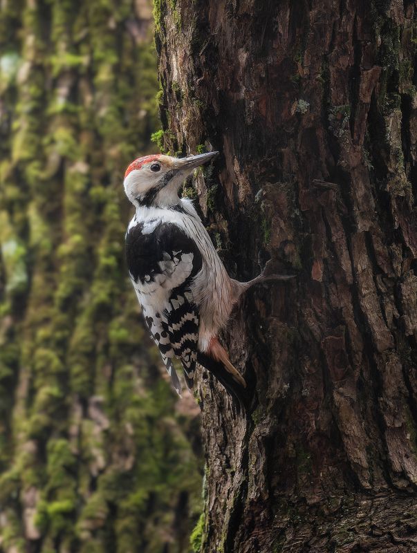 фото превью