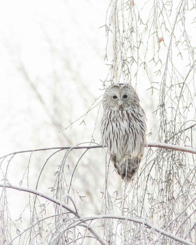 уральская неясыть, длиннохвостая неясыть Длиннохвостая неясыть фото превью