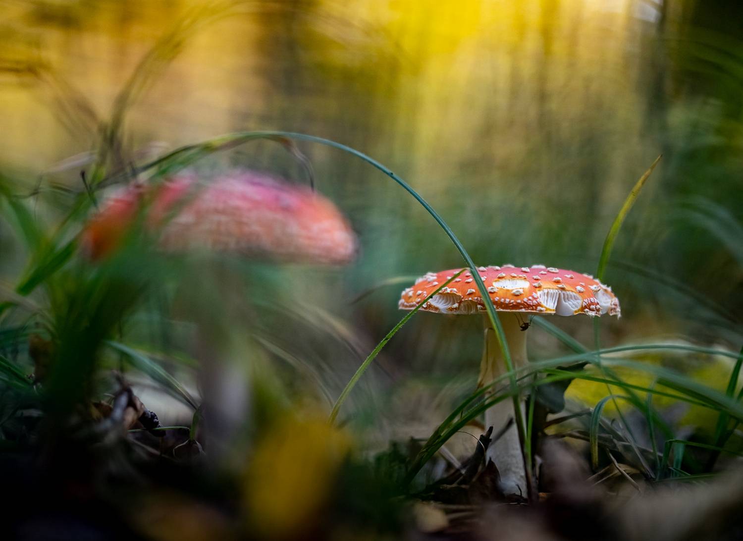 природа, Виктор Парщиков