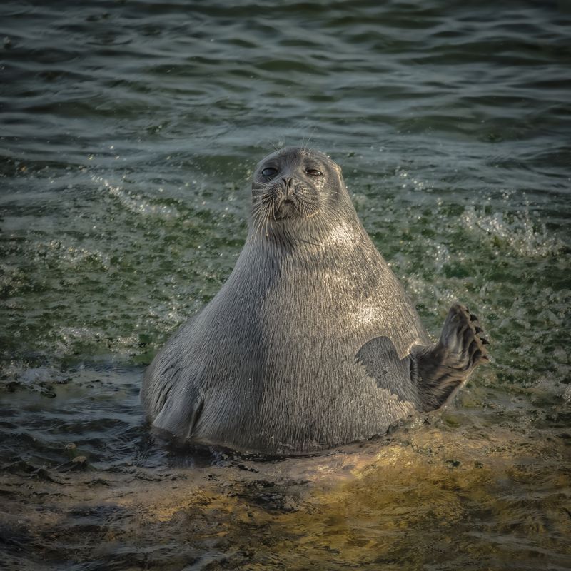 Хой! фото превью