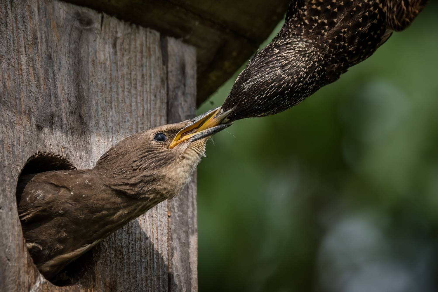 скворец, скворечник, кормление, потомтсво, Соварцева Ксения
